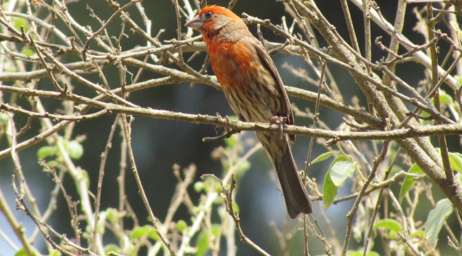 Conservación de aves, vital para el equilibrio ecológico